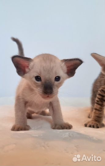 Ориентальные котята