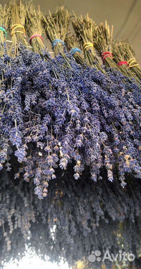 Лаванда сухоцвет