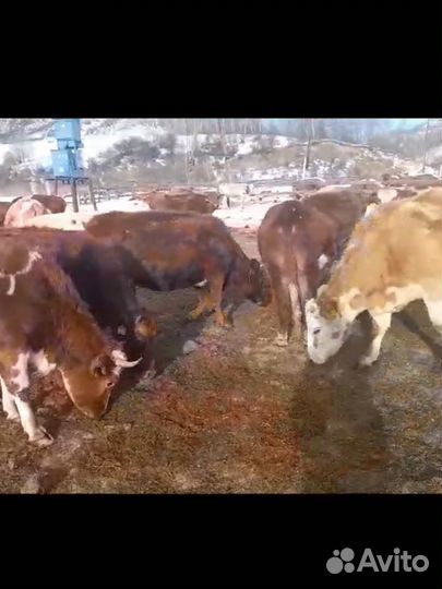 Нетели стельные сименталы, герефорд