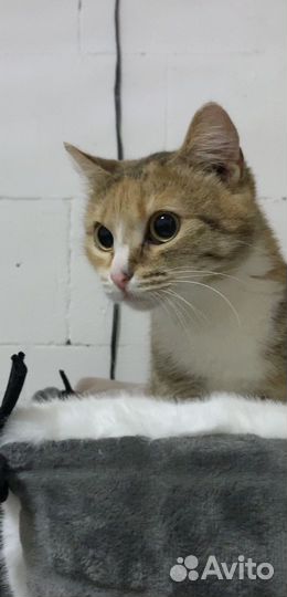 Кошка в добрые руки