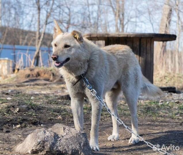 Собака в добрые руки