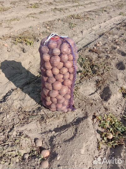 Картофель