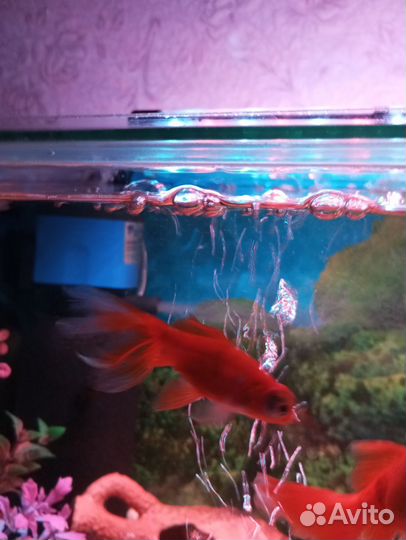 Телескоп, длина с хвостом 9 см