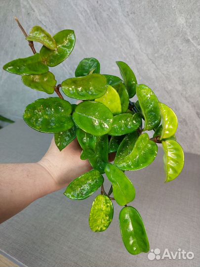 Hoya chlorantha