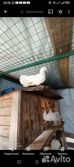 Голуби павлины продажа