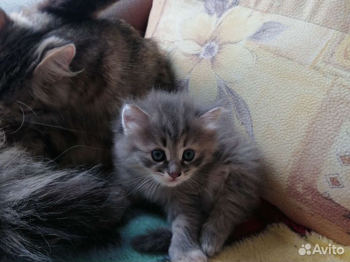 Котенок от кошки крысоловки