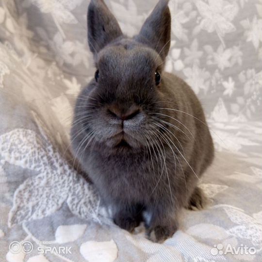 Карликовый кролик