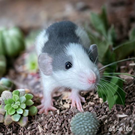 Крысы Дамбо. Крысята. От питомника