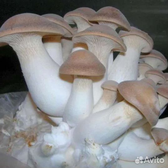 Мицелий зерновой, блоки Эринги