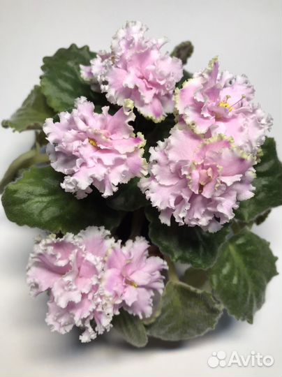 Фиалки сортовые