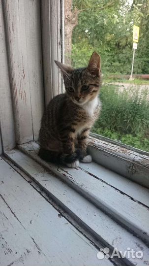 Кошка в дар бесплатно