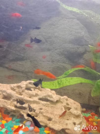 Аквариумные рыбки