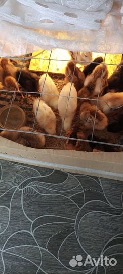 Куры цыплята