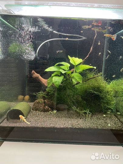 Аквариум 60л