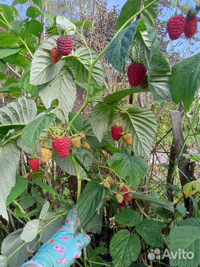 Саженцы малины