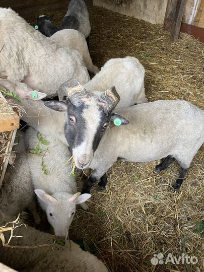 Продам баранов, овец