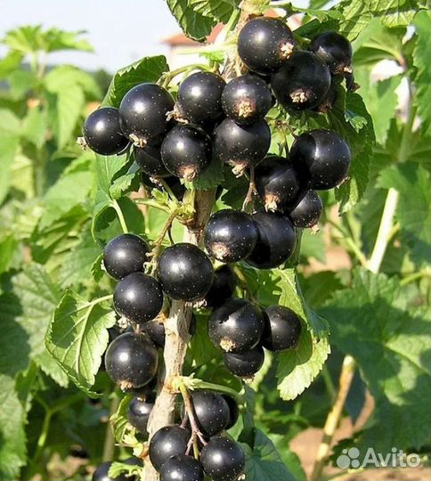 Саженцы чёрной и белой смородины