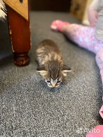 Котенок отдам бесплатно