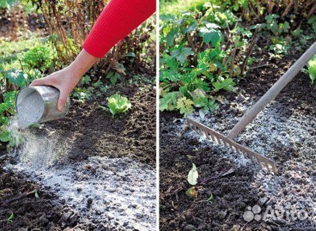 Зола древесная 5л чистая удобрение