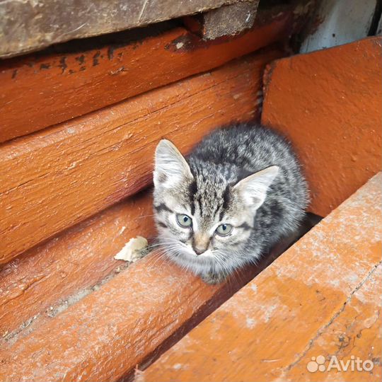 Кошки в добрые руки бесплатно
