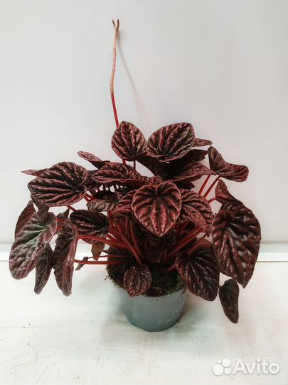 Пеперомия Ред Луна