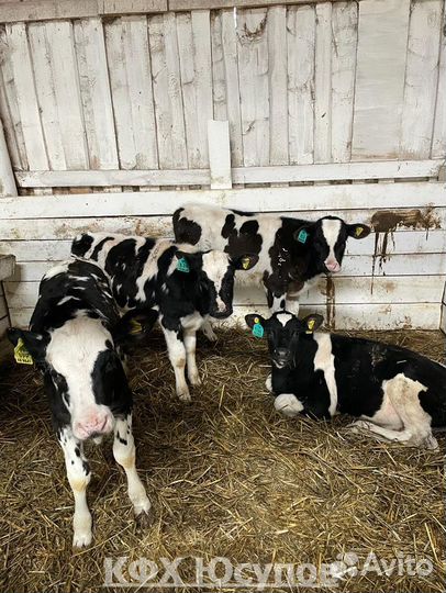 Бычки на откорм