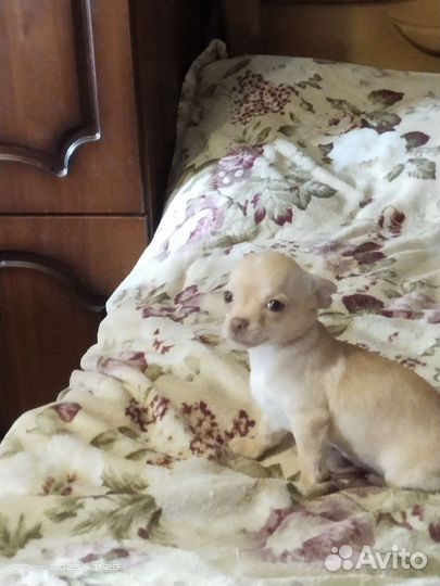 Малыши Чихуахуа