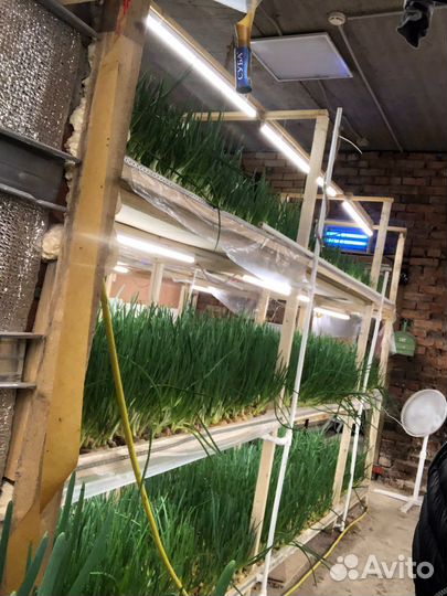 Консультации, агросопровождение по выгонке лука