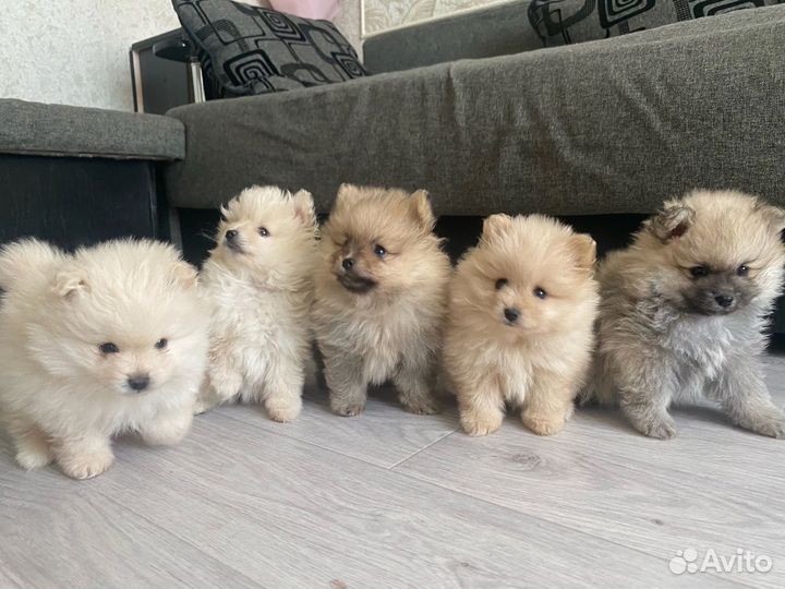 Померанский шпиц