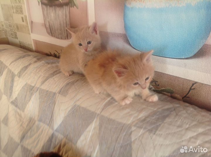 Отдам в добрые руки маленькую