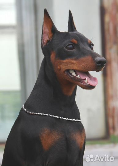 Собака-щенки