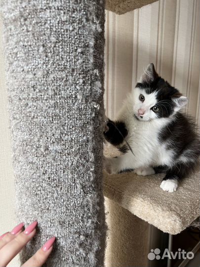 Очень красивый котенок
