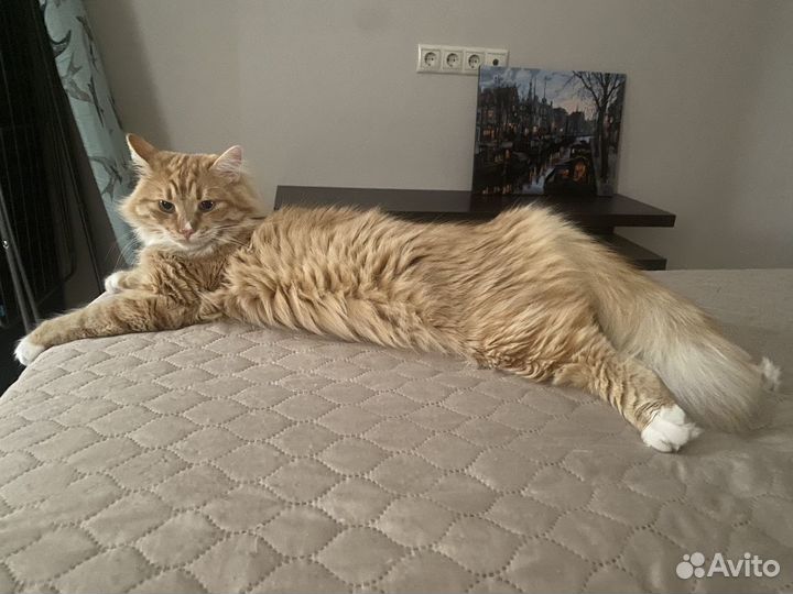 Рыжий кот в добрые руки
