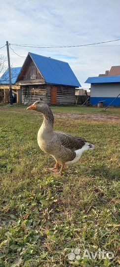 Гусь серый большой