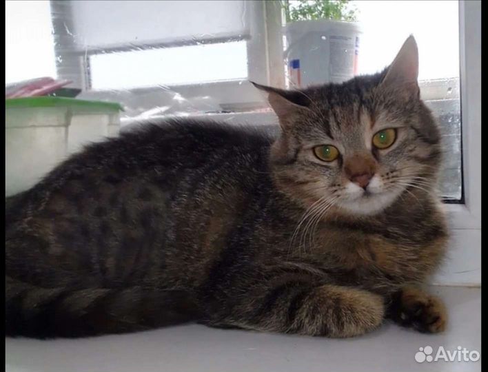 Кисунчик в поисках дома