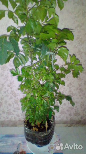 Предлагаются комнатные и офисные цветы и растения