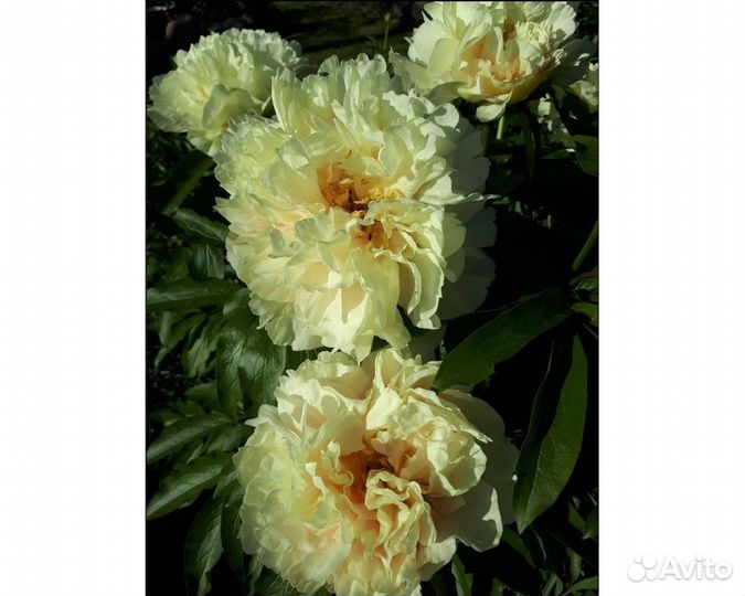 Пион гибридный Sunny Girl