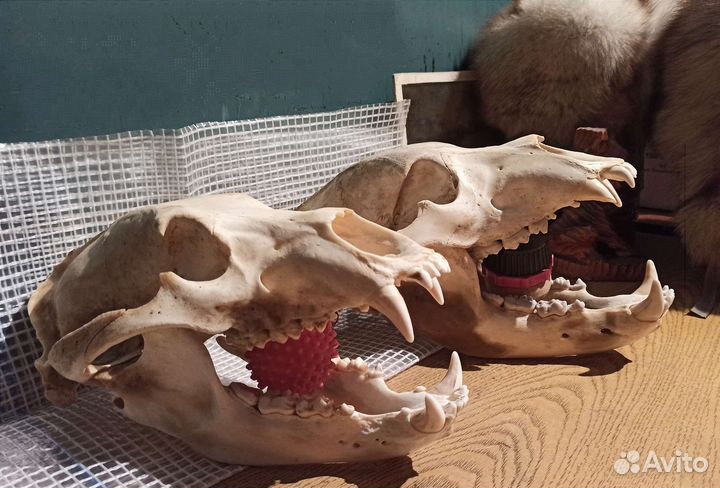 Черепа животного