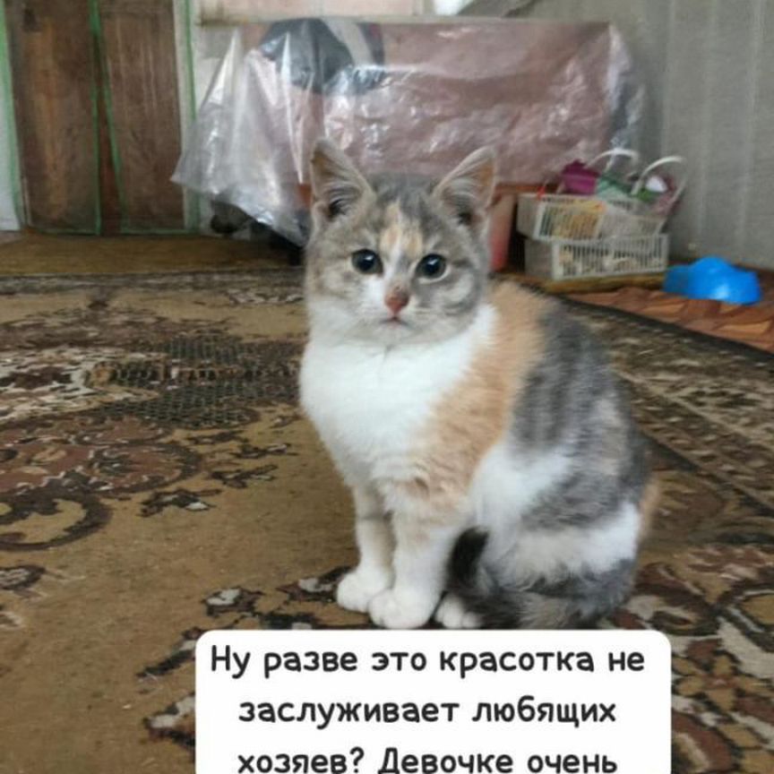 Кошечка котенок в добрые руки