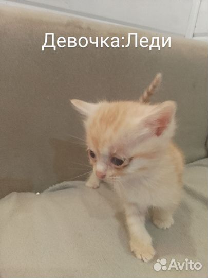 Котята