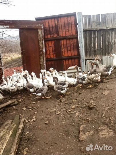 Продам гусей