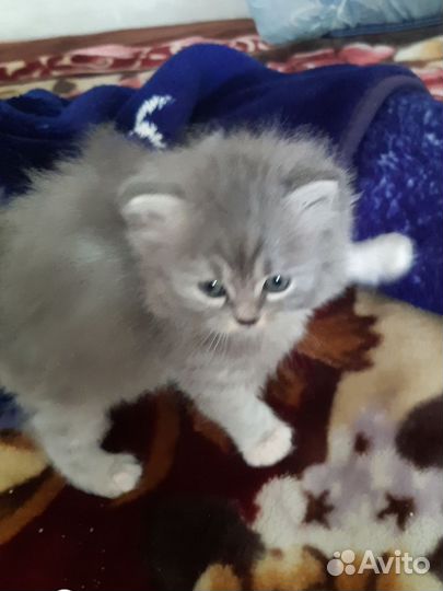 Отдам в добрые руки