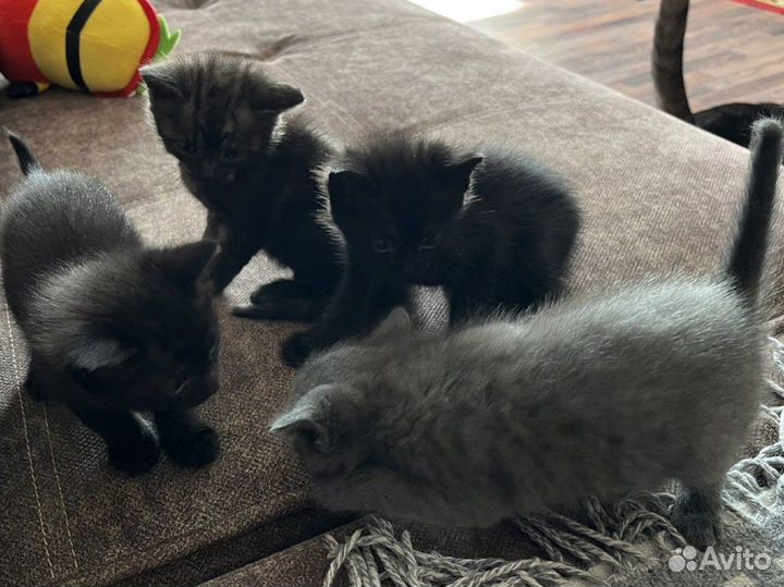 Котята в добрые руки