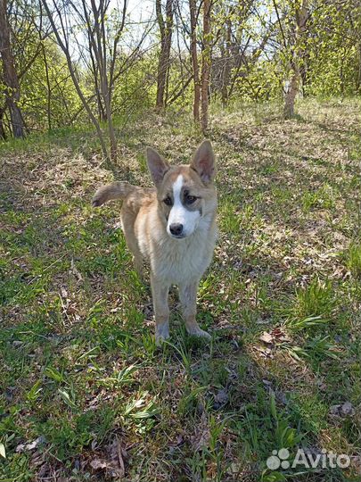 Помесь хаски