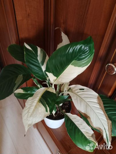 Спатифиллум Пикассо