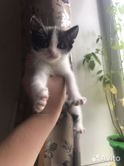 Европейские котята