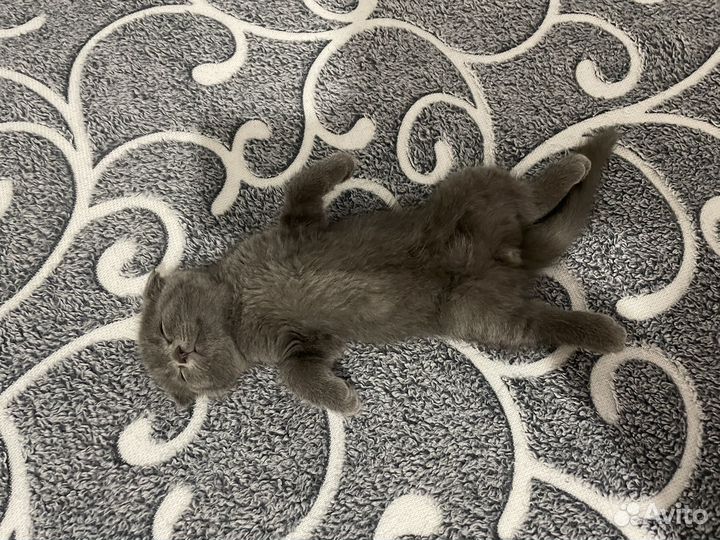 Котята бесплатно