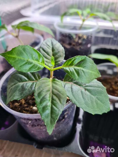 Черенки фуксии