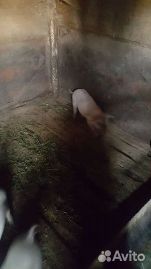 Поросята-1,5 мес, тёлка 1,5 года