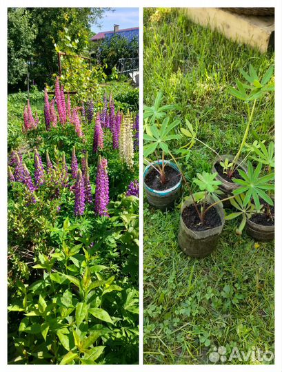 Рассада люпины